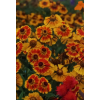 Dzielżan jesienny-Helenium autumnale