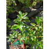 Ostrokrzew Cousin-Ilex