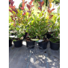 Fotergilla olszolistna Carolina (Brian Upchurch)-Fothergilla gardenii