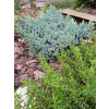 Jałowiec łuskowy Blue Star-Juniperus squamata