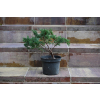 Jałowiec chiński Shimpaku - Juniperus chinensis 0090
