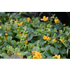 Tojeść rozesłana - Lysimachia nummularia