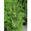 Żywotnik zachodni Malonyana-Thuja occidentalis