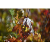 Ambrowiec amerykański - Liquidambar styraciflua