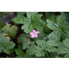 Bodziszek versicolor - Geranium