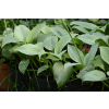 Funkia Fragrant Blue - Hosta hybrid