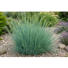 Wydmuchrzyca Magellana - Elymus magellanicuss