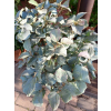 Fotergilla mieszańcowa Blue Shadow-Fothergilla x intermedia