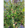 Irga dielsa-Cotoneaster dielsianus