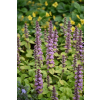 Dąbrówka rozłogowa Gold Chang - Ajuga reptans
