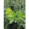 Perukowiec podolski Kanari-Cotinus coggygria