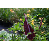 Drakunkulus zwyczajny - Dracunculus vulgaris