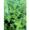 Mięta pieprzowa-Mentha x piperita