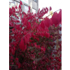 Trzmielina oskrzydlona Fireball-Euonymus alatus