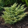 Jałowiec wirginijski Silver Spreader - Juniperus virginiana