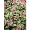 Miodunka-Pulmonaria Shrimps on the Barbie