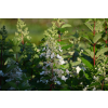 Hortensja bukietowa Pee Wee - Hydrangea paniculata
