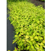 Dereń rozłogowy Sunshine-Cornus sericea