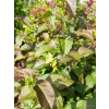 Zadrzewnia Troja Black-Diervilla rivularis
