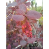 Berberys Thunberga Atropurpurea-Berberis thunbergii
