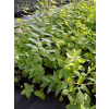 Platykodon niebieski - Platycodon grandiflorus