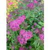 Tawuła japońska Neon Flash-Spiraea japonica