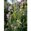 Wielosił błękitny-Polemonium coerulea