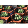 Rozchodnik okazały Meteor - Sedum spectabile