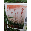 Śmiałek darniowy Goldtau - Deschampsia cespitosa