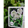 Bergenia sercolistna Snowtime - Bergenia cordifolia