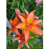 Lilia azjatycka Orange Pixie-Lilium asiatic