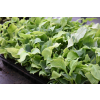 Funkia Diamond Lake - Hosta sieboldiana