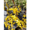 Forsycja Kanarek-Forsythia
