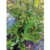 Irga dielsa-Cotoneaster dielsianus