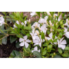 Barwinek pospolity Alba - Vinca minor