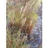 Miskant chiński Yakushima Duarf-Miscanthus sinensis