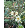 Irga himalajska-Cotoneaster glacialis