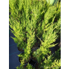 Jałowiec chiński Spartan-Juniperus chinensis