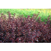 Pęcherznica kalinolistna Centre Glow - Physocarpus opulifolius