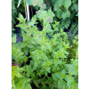 Mięta pieprzowa-Mentha x piperita