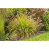 Rozplenica japońska Hameln Gold - Pennisetum alopecuroides