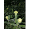 Platykodon biały-Platycodon grandiflorus