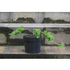 Jałowiec rozesłany Nana - Juniperus procumbens 0023
