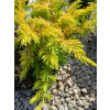 Jałowiec nadbrzeżny Allgold-Juniperus conferta