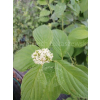 Dereń rozłogowy Flaviramea-Cornus sericea