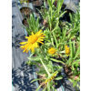 Dzielżan Hoopesa-Helenium Hoopesa