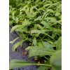Dzielżan Hoopesa-Helenium Hoopesa