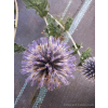 Przegorzan-Echinops ritro