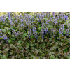 Dąbrówka rozesłana Mahogany - Ajuga reptans