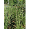 Przyostnia Lindheimera - Muhlenbergia Lindheimeri